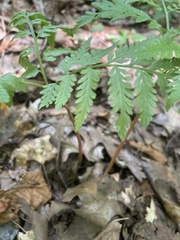 Botrypus virginianus