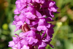 Gymnadenia densiflora