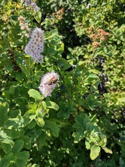 Spiraea alba