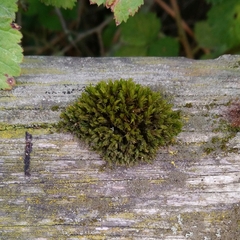 Orthotrichaceae
