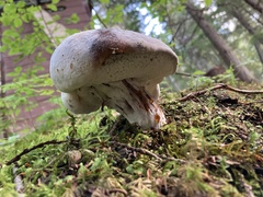 Fomitopsis ochracea