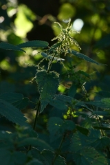 Urtica dioica