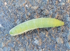 Macroglossum stellatarum
