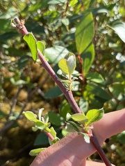 Salix scouleriana