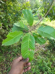 Vateria indica