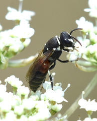 Hylaeus variegatus