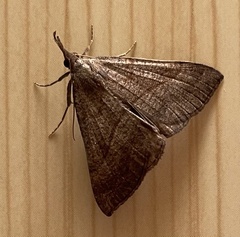 Hypena proboscidalis