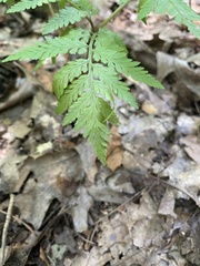 Botrypus virginianus