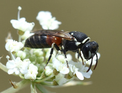 Hylaeus variegatus