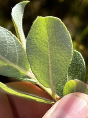 Salix scouleriana