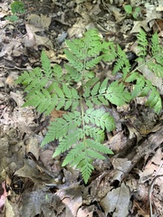 Botrypus virginianus