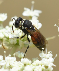 Hylaeus variegatus
