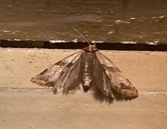 Phalonidia contractana