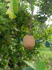 Vateria indica