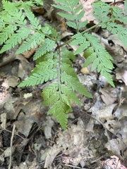 Botrypus virginianus