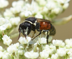 Hylaeus variegatus