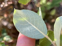 Salix scouleriana