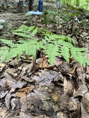 Botrypus virginianus