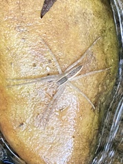 Pisaurina mira