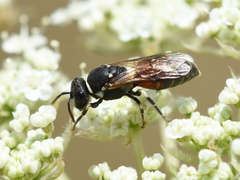 Hylaeus variegatus