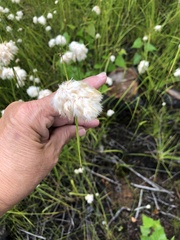 Eriophorum virginicum