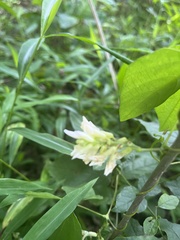 Amphicarpaea bracteata