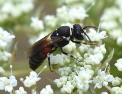 Hylaeus variegatus
