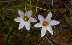 Romulea toximontana