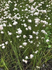 Eriophorum virginicum