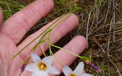 Romulea toximontana