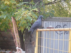 Columba livia domestica