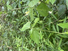 Amphicarpaea bracteata