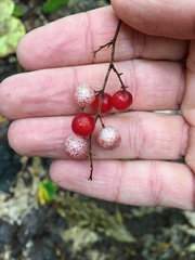 Maianthemum racemosum