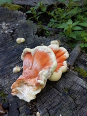 Laetiporus cincinnatus