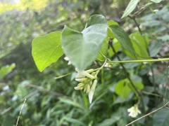 Amphicarpaea bracteata