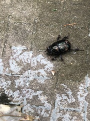 Geotrupes balyi