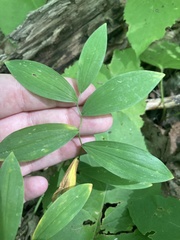 Uvularia sessilifolia