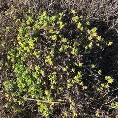 Suaeda novae-zelandiae