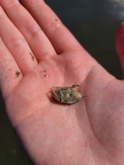 Emerita analoga