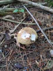 Amanita rubescens