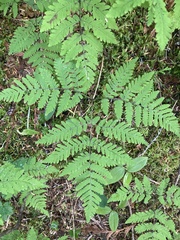 Gymnocarpium