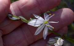 Chlorophytum graminifolium