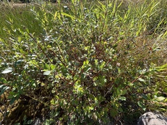 Salix scouleriana