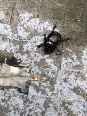 Geotrupes balyi