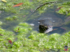 Chrysemys picta marginata