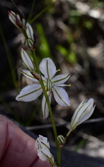 Chlorophytum graminifolium