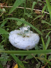Lactarius indigo