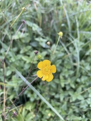 Ranunculus acris