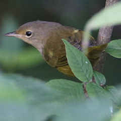Geothlypis philadelphia