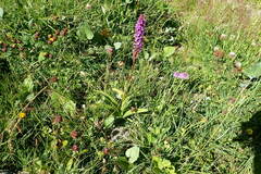 Gymnadenia densiflora